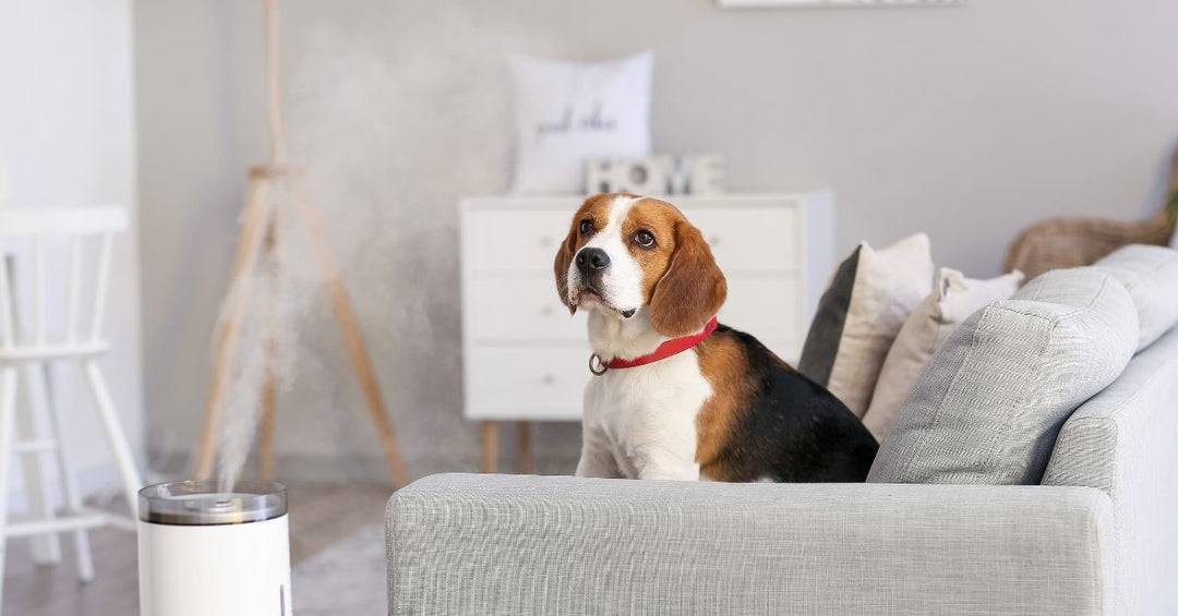 How To Improve Air Quality in Homes With Pets